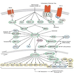 CST p38 MAPK Activation pathway thumbnail