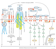 Contribution of Extracellular Matrix to EMT pathway thumbnail
