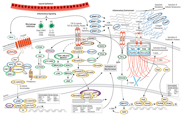 Fibrosis Mechanisms pathway thumbnail