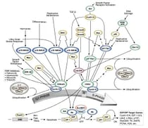 G1S Checkpoint Cell Cycle Control_thumbnail