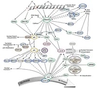 G2/M, p53 Signaling, and DNA Damage Checkpoints Pathway Diagram Thumbnail