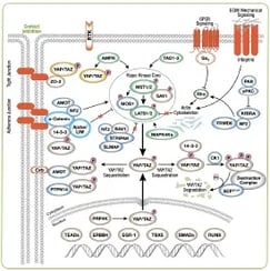 Hippo Signaling Pathway Thumbnail