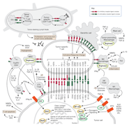 Immune Checkpoint Signaling in the TME pathway_CTA thumbnail