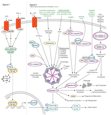 Inflammasome Signaling Pathway Diagram