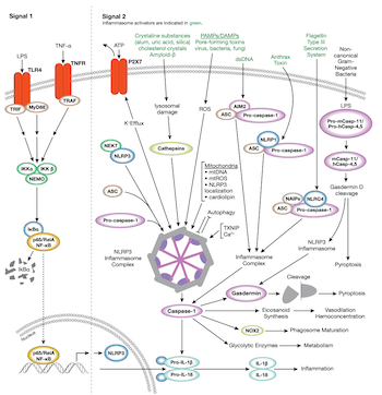 Inflammasome Signaling Pathway Diagram