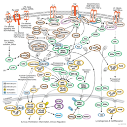 NF-κB Signaling Pathway Thumbnail