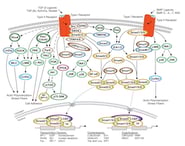 TGF-beta Signaling Pathway Diagram