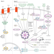 inflammasome signaling pathway thumbnail