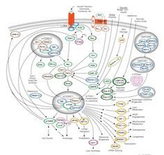 mTOR signaling Pathway_thumbnail