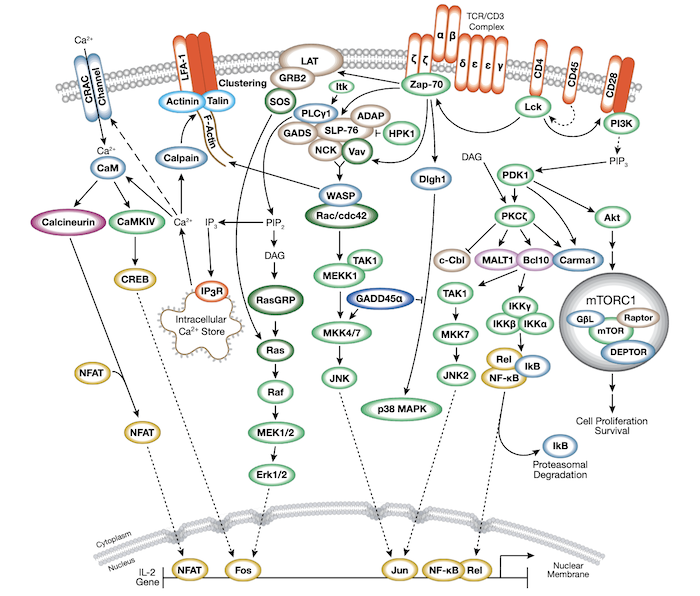 T Cell receptor signaling pathway