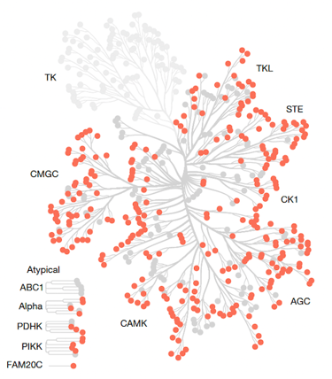 human protein kinome highlighting SerThr kinases