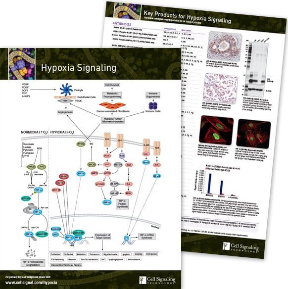 Hypoxia-PW-Handout-LPG-Images