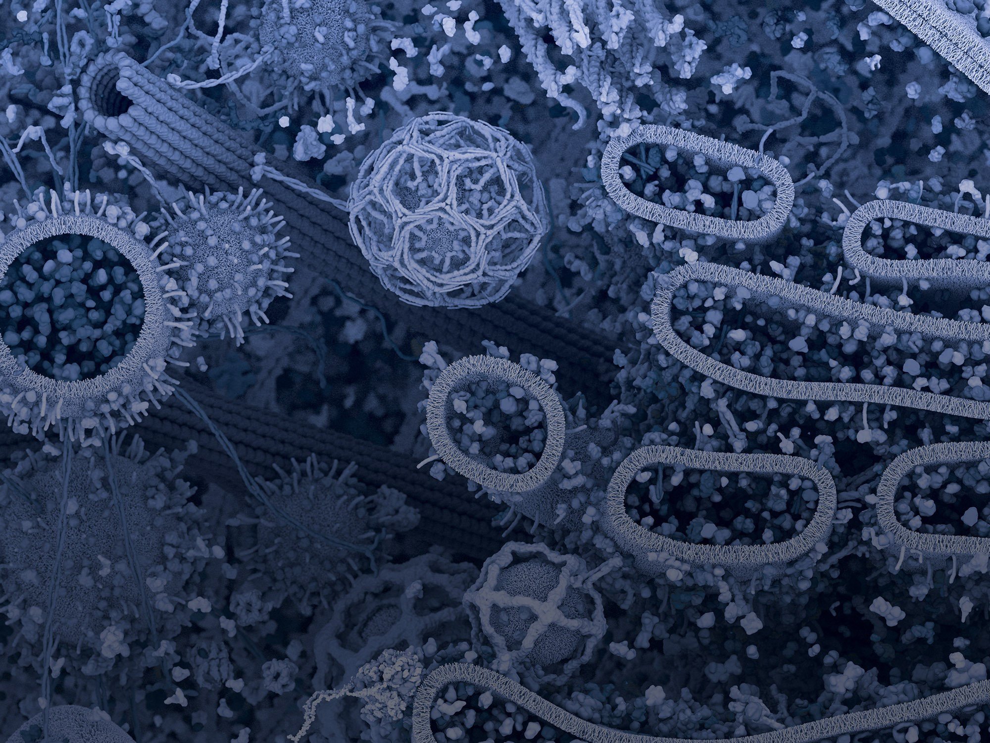 Immunology How Does The Adaptive Immune System Work