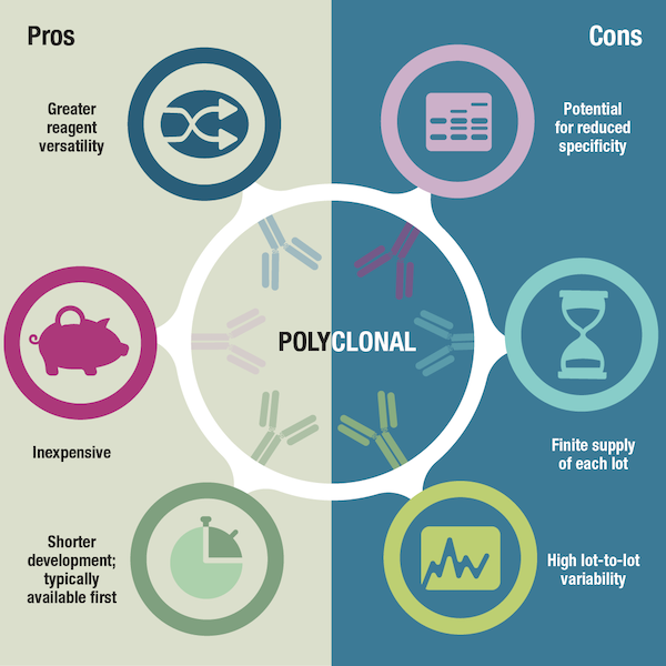 pros and cons of polyclonal antibodies