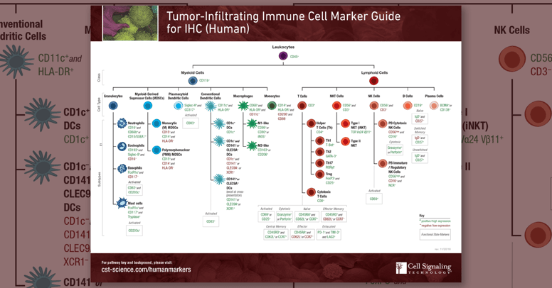 18-IMM-18284-Immune-Cell-Markers-Guides-HUMAN-PWHO-social-1200x628-edit