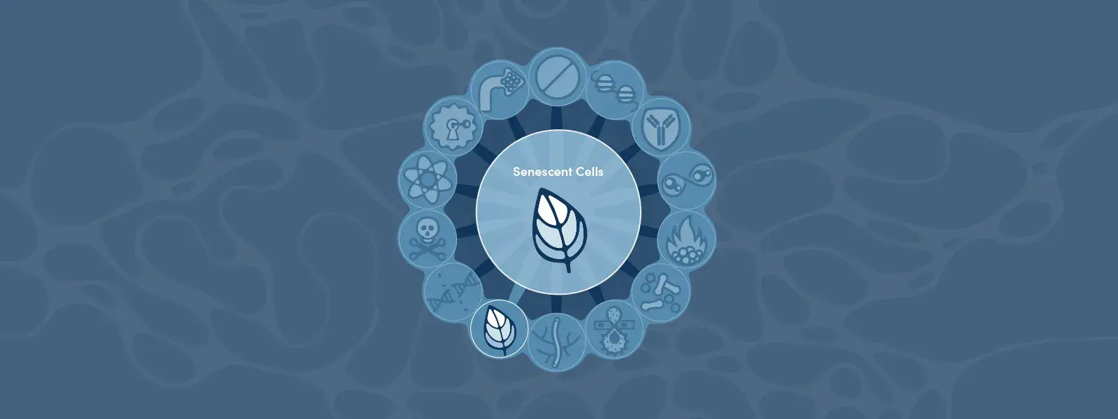 Hallmarks of Cancer: Senescent Cells