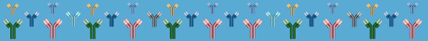 Antibody Border