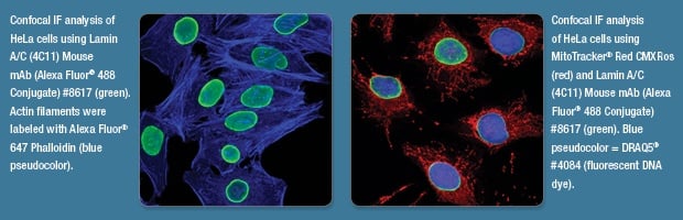 Confocal IF Analysis of HeLa Cells using Lamin A/C (4C11) Mouse mAb (Alexa Fluor® 488 Conjugate) #8617