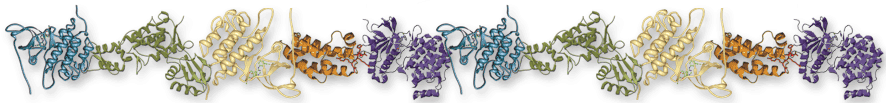 Proteins-footer