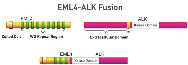 Step-2---EML4-ALK-Fusion