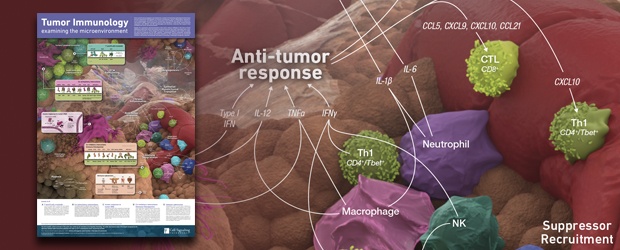 Tumor-Immunology-Banner-Blog