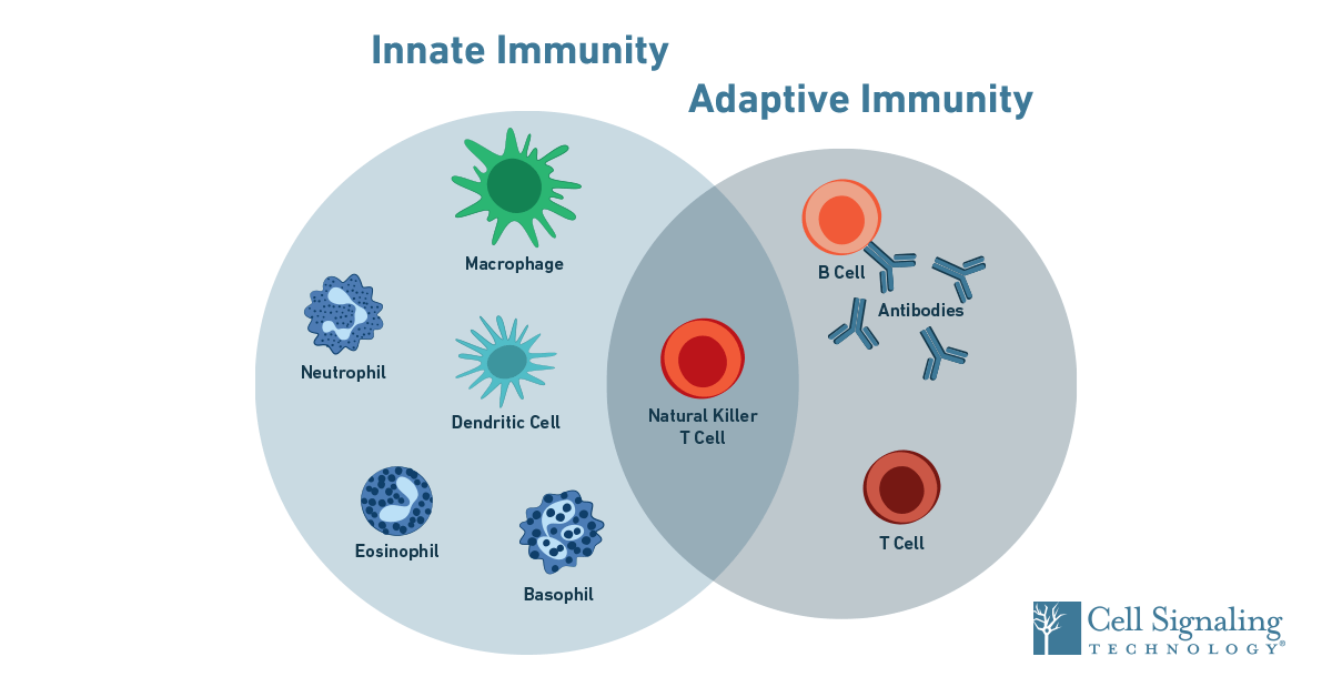 innate immune system skin