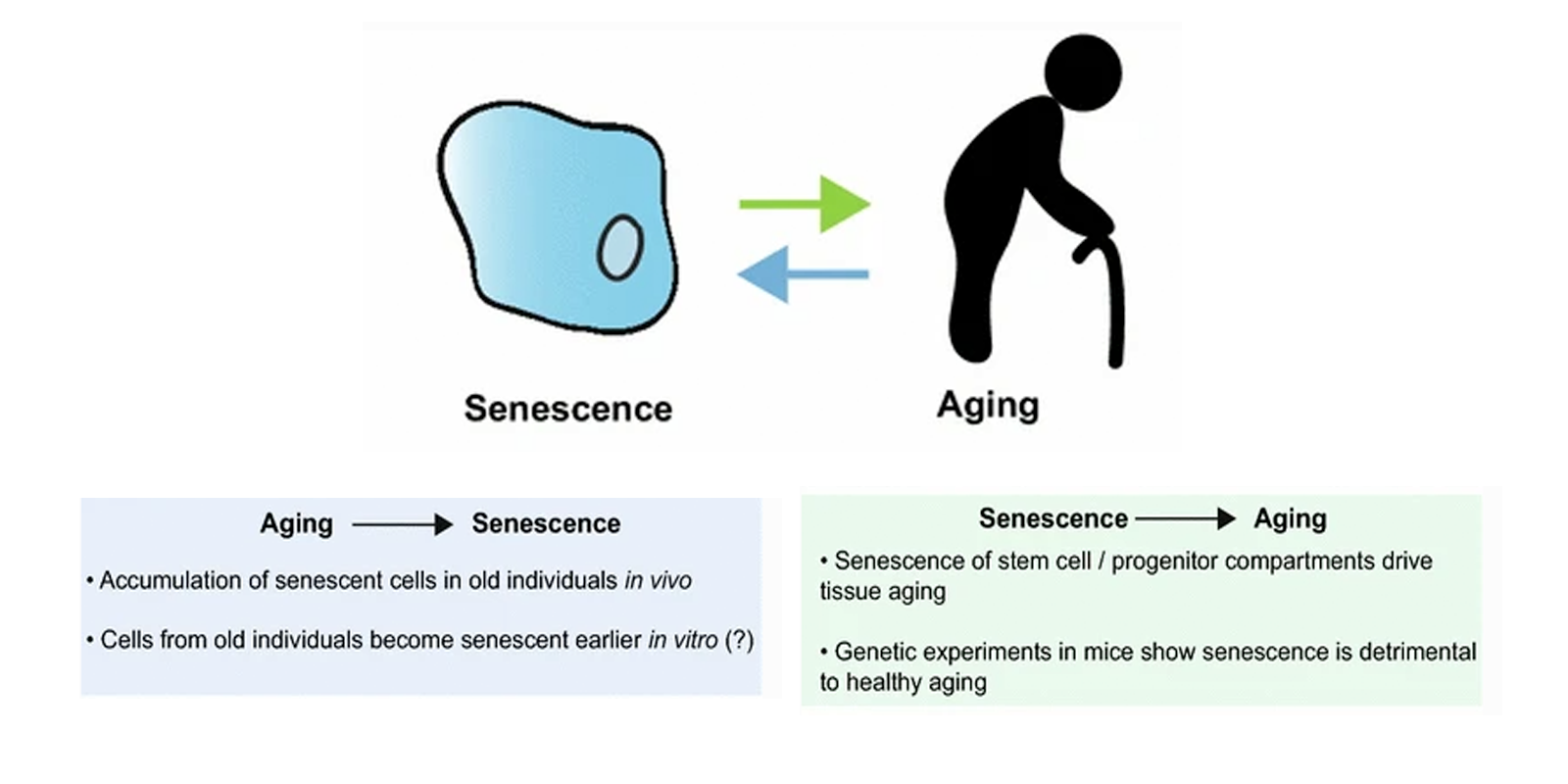 Cell Process: How is cellular senescence related to aging?