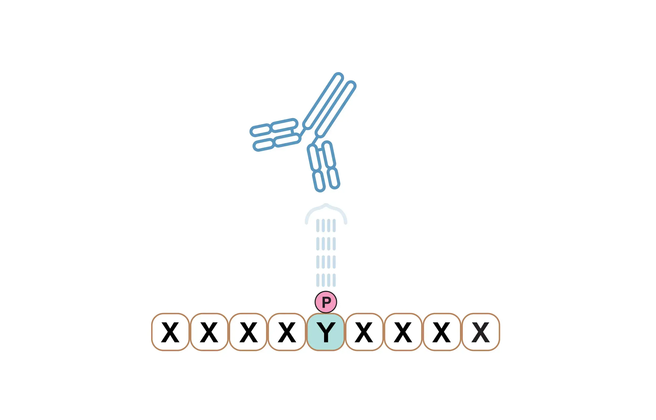 Will PTMScan®&nbsp;Antibodies Work in My Species or Model Organism?