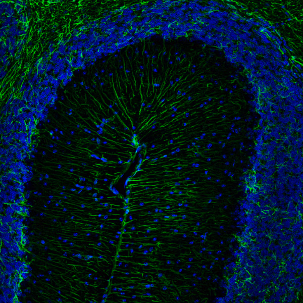 GFAP Horse Chimeric antibody