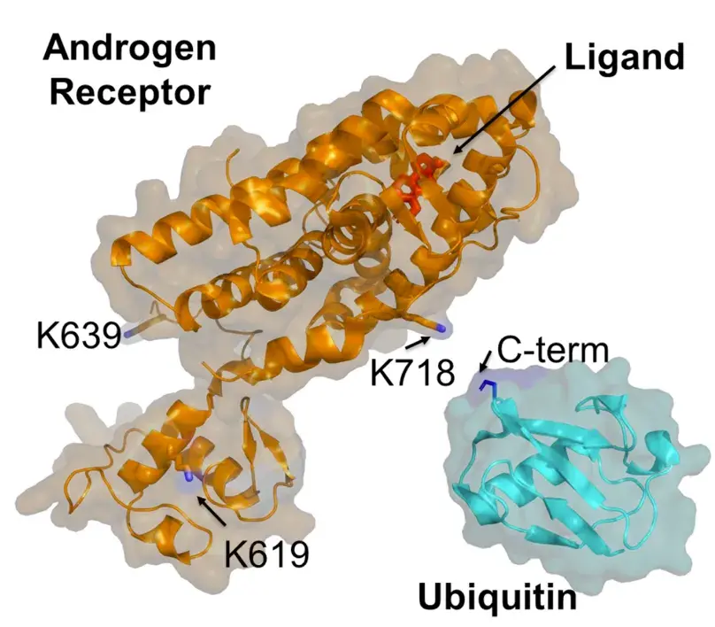 How DIA Proteomics Can De‑Risk Targeted Protein Degradation (TPD) Programs