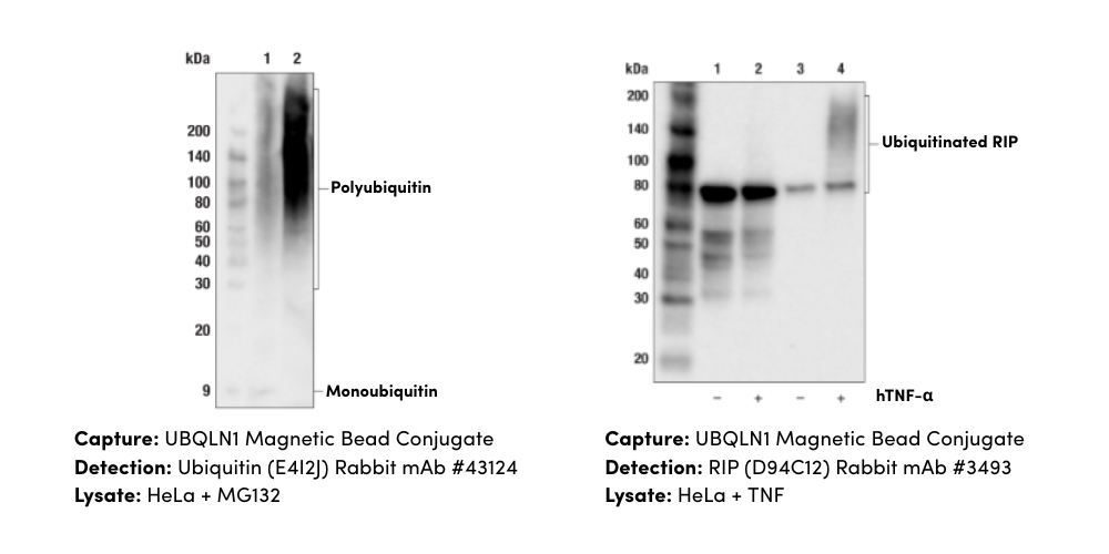 Choosing the Right Ubiquitination Assay for Targeted Protein Degradation Research
