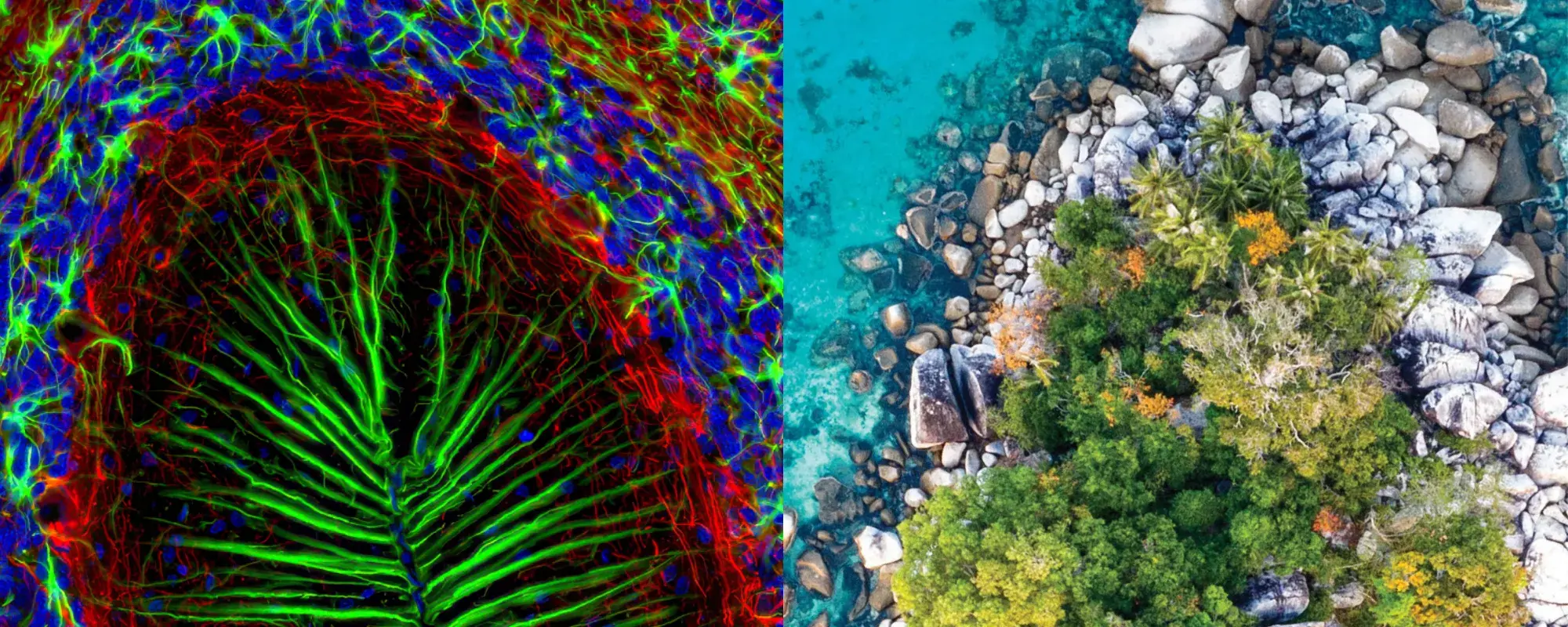 Rethinking Reagents: Green Chemistry Drives Triton X-100 Replacement at CST