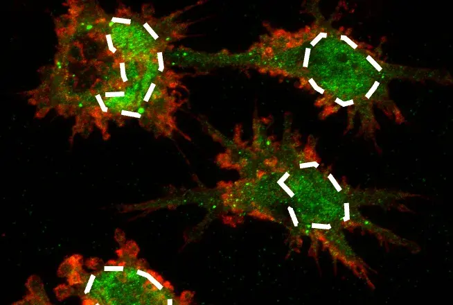 Beyond Cell Painting: From Phenotypic Screening To Mechanistic Understanding Using Antibody Panels