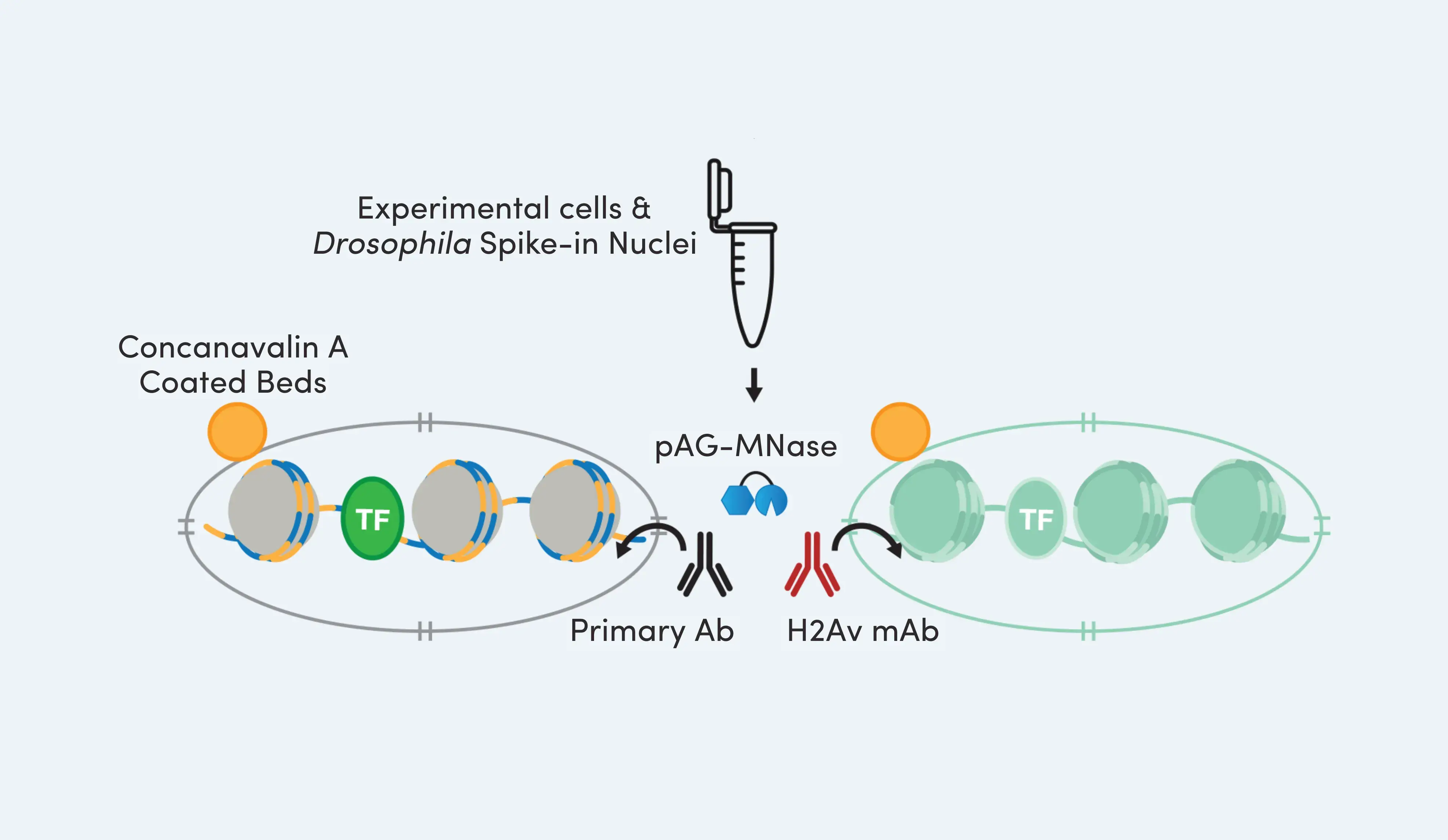 Reliable Data Normalization for CUT&RUN and CUT&Tag with Whole Workflow Spike-In Controls