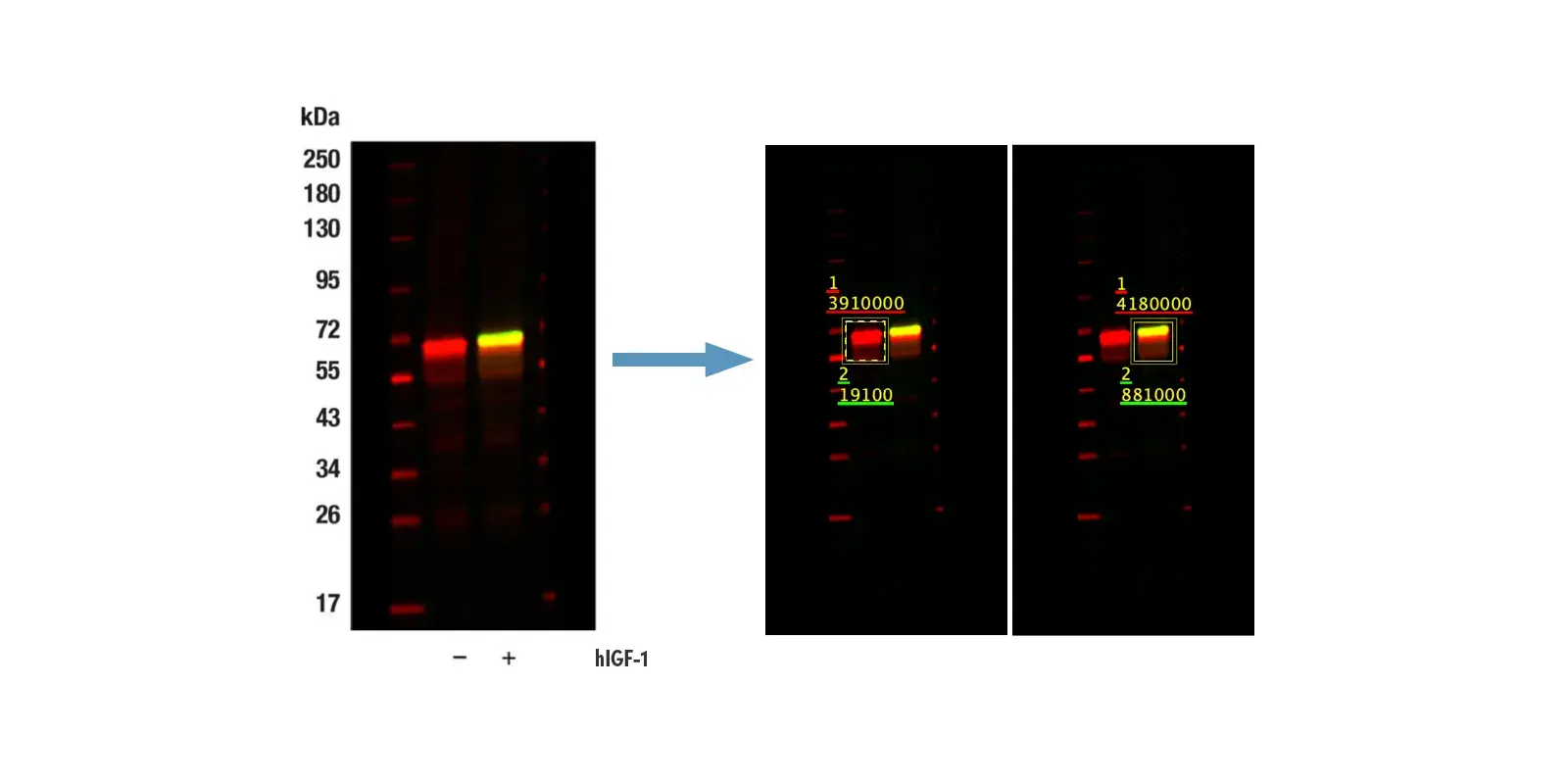 Elevating Protein Quantification: Designing Multiplex Fluorescent Western Blot Experiments
